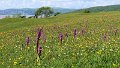 (14) Early Purple Orchids